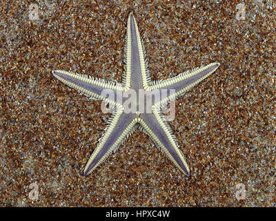 Florida seastar Stock Photo