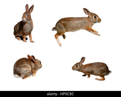 Wild rabbits collage on pure white background Stock Photo