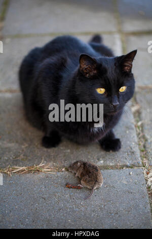 Cat with a hunted mouse Stock Photo