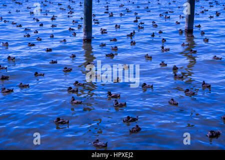 Little Black Ducks on the lake Stock Photo