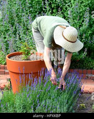 An unidentified garden with plants growing on a rockery Stock Photo - Alamy