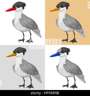 Pigeon bird on different color background illustration Stock Vector