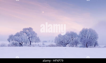 Moon over frosty trees in the winter morning Stock Photo