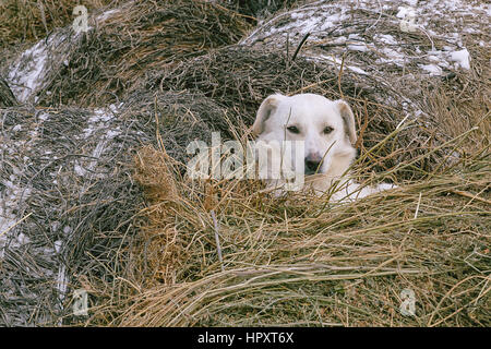 white dog lying in the manger, in the straw hiding, disguise Stock Photo