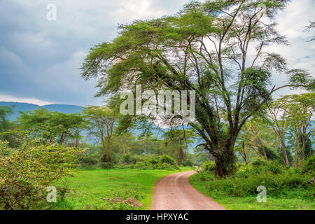 Mountain african forest with acacia and lush bushes in Ngorongoro national park, Tanzania