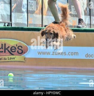 Dock Dogs Aquatic Competition Stock Photo