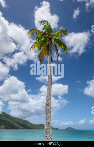 Close-up a palm tree on a sunny day Stock Photo