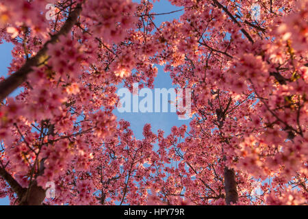 Blue skies appear over the blossoming cherry blossoms in the Washington, D.C. area in early Spring Stock Photo
