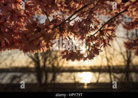 Cherry blossoms bask in the warm sun as the sun shines over the Potomac River in DC at sunrise Stock Photo