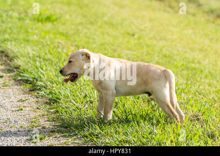 A yellow Labrador puppy yawning tiredly after a big day playing in a grassy park. Stock Photo