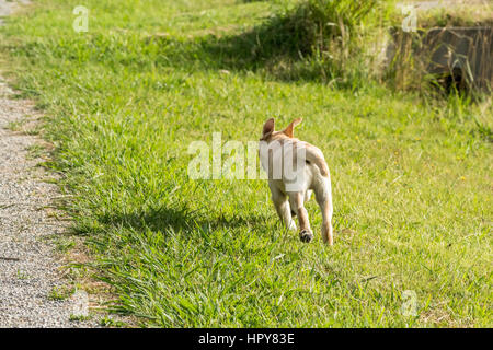 A young Labrador Retriever puppy running away through a park with his ears flying up. Stock Photo