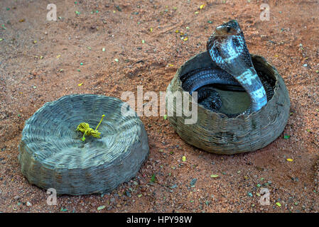 Dancing indian cobra in a hamper of snake charmer Stock Photo