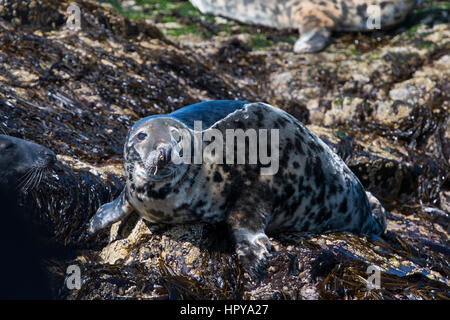 A Grey Seal (Halichoerus grypus) resting on rocks at low tide, Farne Islands, Northumberland, UK Stock Photo
