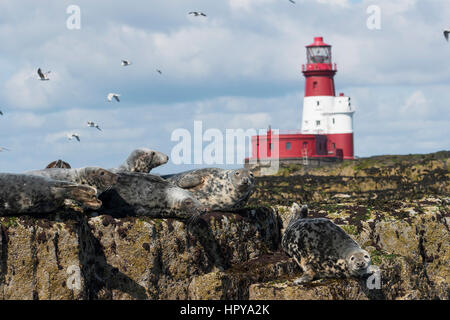 Grey Seals (Halichoerus grypus) laying on rocks at low tide in front on Longstone Lighthouse, Farne Isles, Northumberland, UK Stock Photo