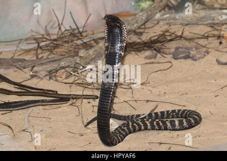 Rinkhals or Ring-necked Spitting Cobra (Hemachatus haemachatus) with hood raised in an aggressive posture Stock Photo