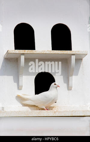 White Doves or Fan-Tailed Pigeons in an historic Dovecote Stock Photo