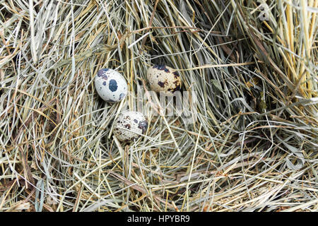 Three quail eggs on hay. Quail nest. Stock Photo