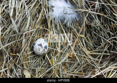 Quail egg in the center of the frame on hay. Stock Photo