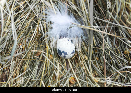Quail egg in the center of the frame. Stock Photo