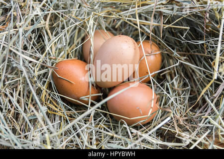 A bunch of chicken eggs in hay. Close-up. Stock Photo