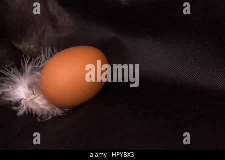 Chicken eggs and feathers on black background. Stock Photo