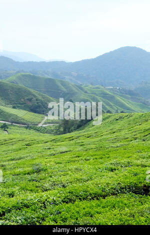 Scenic Shot of the Tea Plantations in Cameron Highlands, Pahang, Malaysia Stock Photo