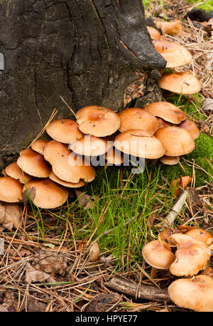 Honey fungus (Armillaria) growing around the base of tree stump Stock Photo