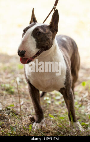 Dog Bull Terrier, Selective focus and small depth of field Stock Photo