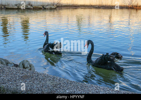 Pair of black swans floating on the lake in spring sunny day Stock Photo