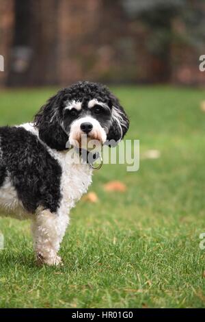 Cavachon Puppy in Action Stock Photo