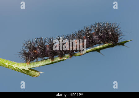 A Giant Leopard Moth (Hypercompe scribonia) caterpillar (larva) perches on a plant stem. Stock Photo