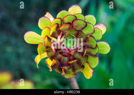 Houseleek (Sempervivum), Faro District, Portugal Stock Photo
