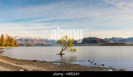 Single tree standing in water, The Wanaka Tree, Lake Wanaka, Roys Bay, Otago, Southland, New Zealand Stock Photo