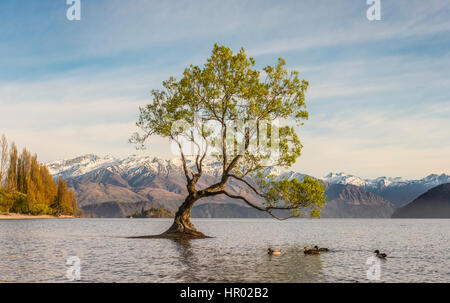 Single tree standing in water, The Wanaka Tree, Lake Wanaka, Roys Bay, Otago, Southland, New Zealand Stock Photo