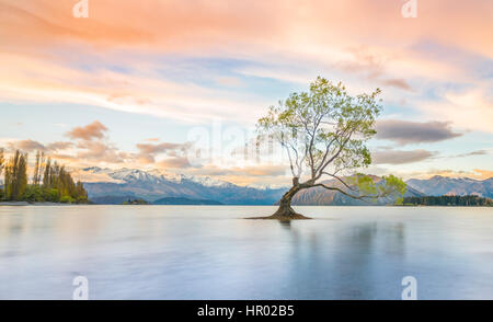 Sunrise, single tree standing in water, Lake Wanaka, The Wanaka Tree, Roys Bay, Otago, Southland, New Zealand Stock Photo