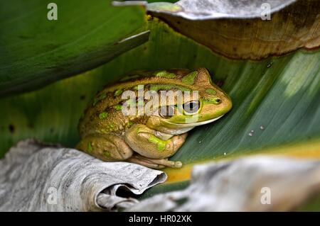 golden and green motorbike frog on a leaf Stock Photo