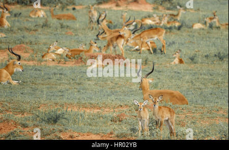 Long shot of young impala antelopes in front of large group, shallow depth of field Stock Photo
