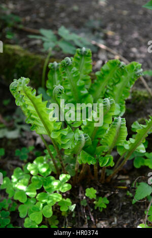 asplenium scolopendrium crispum, Hart's tongue fern, ferns, frond, fronds, foliage, leaves, shade, shady, shaded, wood, woods, woodland, RM Floral Stock Photo