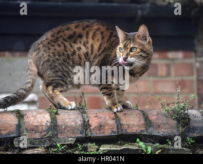 Tabby cat on garden wall Stock Photo - Alamy