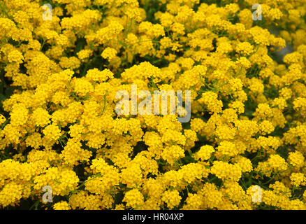 Golden alyssum (Aurinia saxatilis) Stock Photo