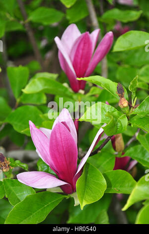 Purple magnolia (Magnolia liliiflora) Stock Photo