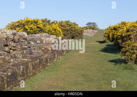 Hadrian's Wall: a stretch of Roman Wall near Black Carts, between Limestone Corner and Chesters Roman fort Stock Photo