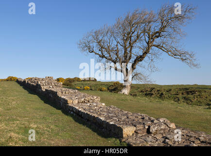 Hadrian's Wall: a stretch of Roman Wall near Black Carts, between Limestone Corner and Chesters Roman fort Stock Photo