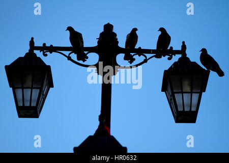 shadow of birds on street lamp pole with shy background Stock Photo