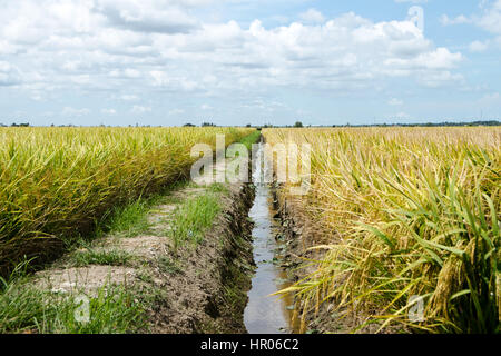 Paddy Field and Canal, Sekinchan, Malaysia - Sekinchan, which literally means “village suitable for plantation” in Chinese, lives up to its name as th Stock Photo