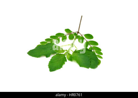 Medicinal moringa & holy basil leaves over white background Stock Photo