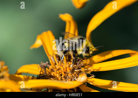 Heath Bumblebee (Bombus jonellus) male on Ligularia Stock Photo