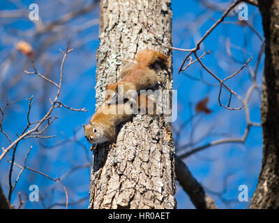 American red squirrels matting on a tree in natural environment Stock Photo