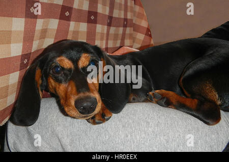 The black and red lying mini dachshund Stock Photo
