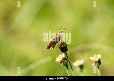 Asuncion, Paraguay. 25th February, 2017. Mangrove buckeye (Junonia genoveva) butterfly collects nectar from coatbuttons or tridax daisy flowers (Tridax procumbens), is seen during sunny day in Asuncion, Paraguay. Credit: Andre M. Chang/ARDUOPRESS/Alamy Live News Stock Photo